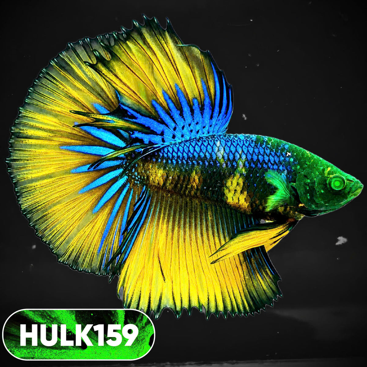 Black Hulk Halfmoon Male Betta Fish | You Pick Fish