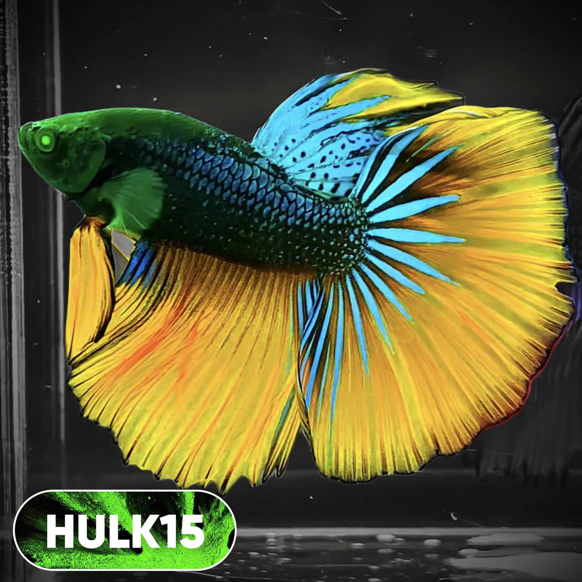 Black Hulk Halfmoon Male Betta Fish | You Pick Fish