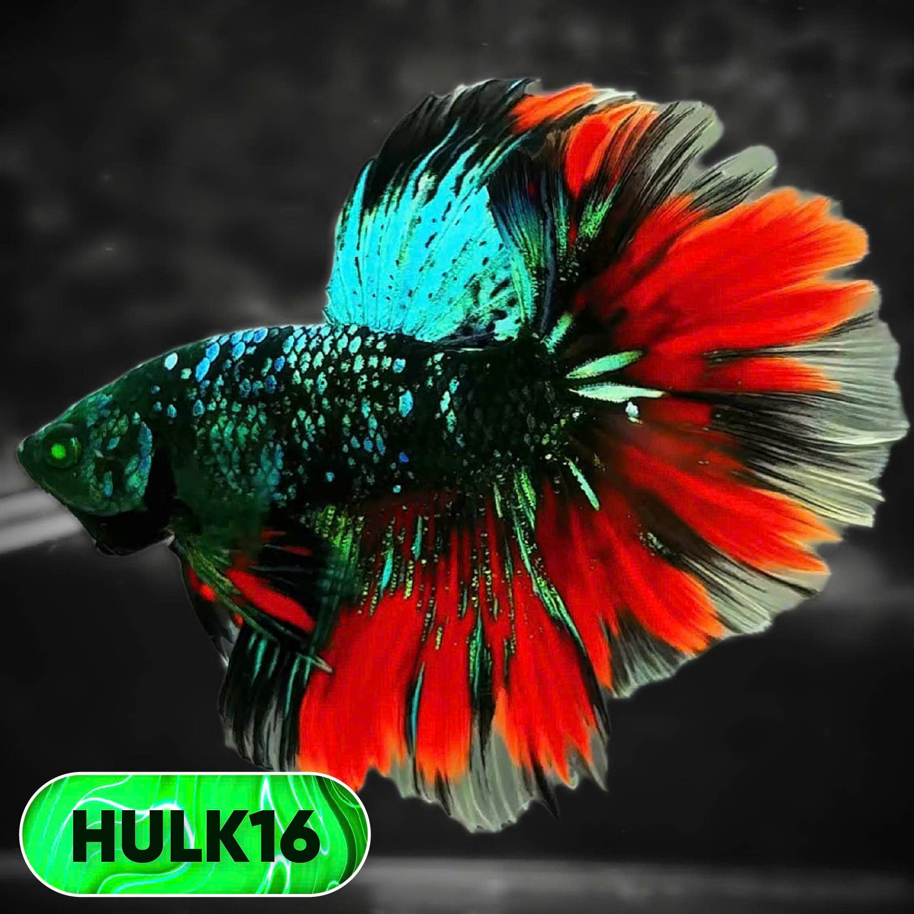 Black Hulk Halfmoon Male Betta Fish | You Pick Fish
