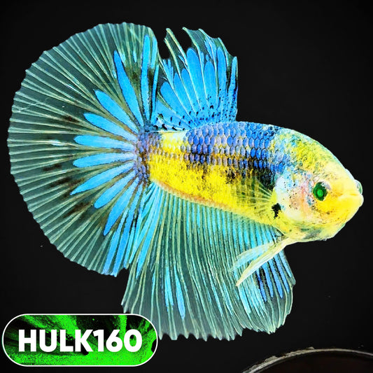 Black Hulk Halfmoon Male Betta Fish | You Pick Fish