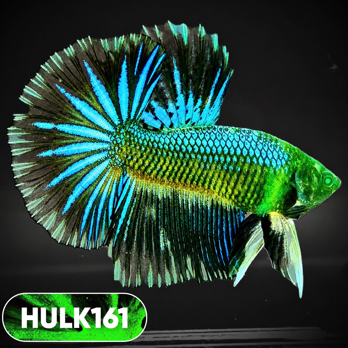 Black Hulk Halfmoon Male Betta Fish | You Pick Fish