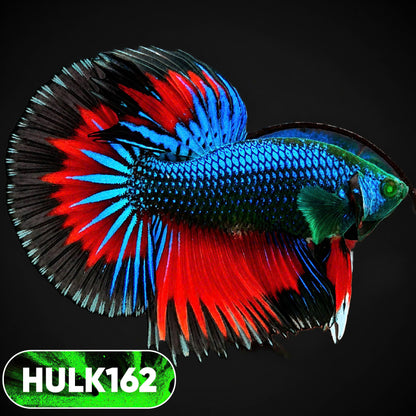 Black Hulk Halfmoon Male Betta Fish | You Pick Fish