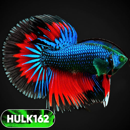 Black Hulk Halfmoon Male Betta Fish | You Pick Fish