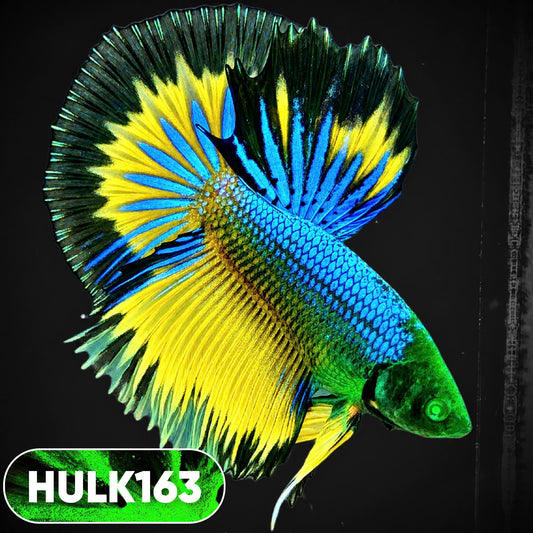 Black Hulk Halfmoon Male Betta Fish | You Pick Fish