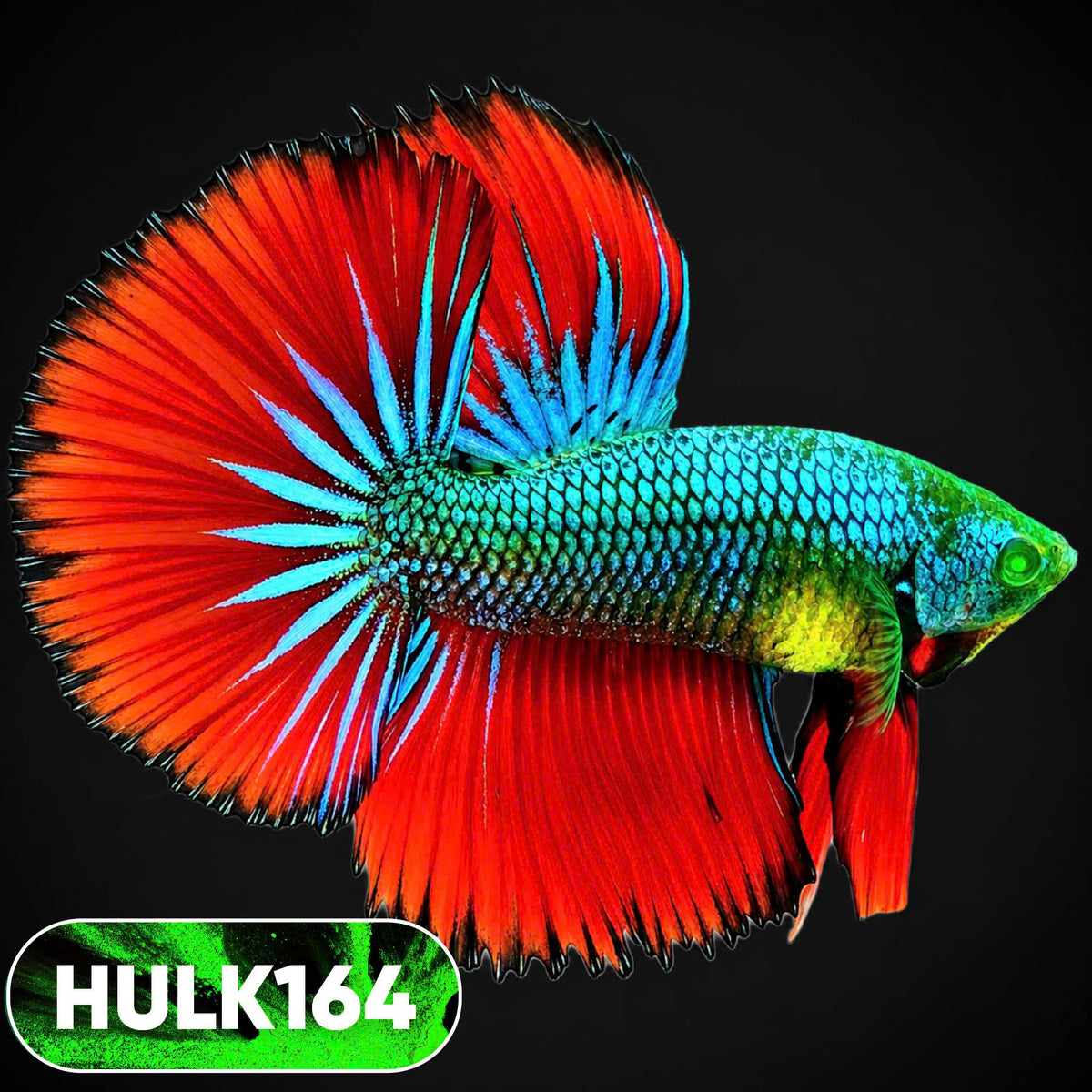 Black Hulk Halfmoon Male Betta Fish | You Pick Fish