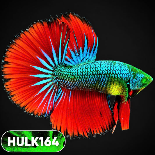 Black Hulk Halfmoon Male Betta Fish | You Pick Fish