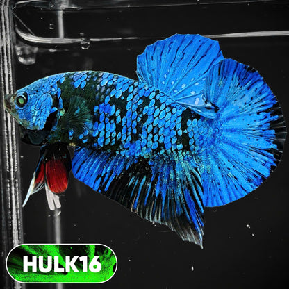 Galaxy Hulk Plakat Male Betta Fish | Exotic Grade | You Pick
