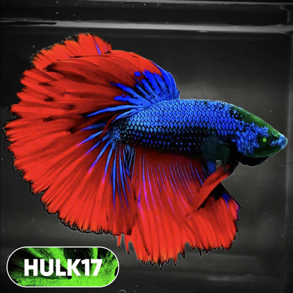 Black Hulk Halfmoon Male Betta Fish | You Pick Fish