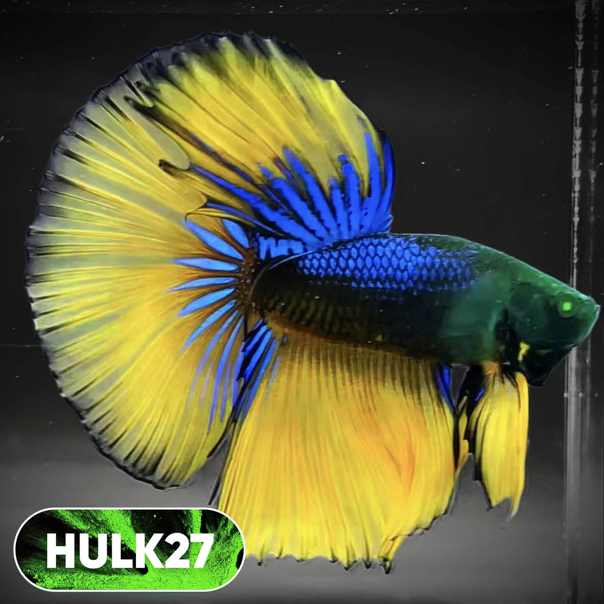 Black Hulk Halfmoon Male Betta Fish | You Pick Fish