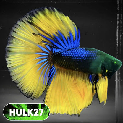 Black Hulk Halfmoon Male Betta Fish | You Pick Fish