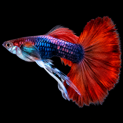 Half Black Red Rose Ribbon Guppy Fish