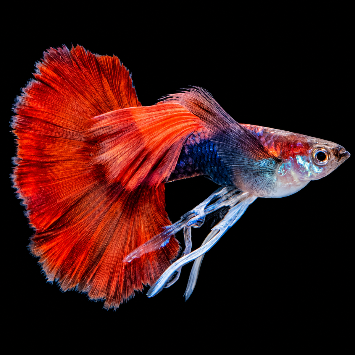 Half Black Red Rose Ribbon Guppy Fish