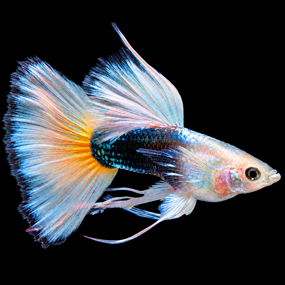 Half Black White Ribbon Guppy Fish
