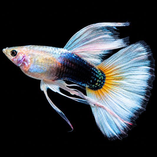 Half Black White Ribbon Guppy Fish