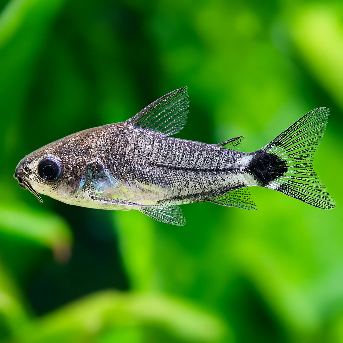 Hastatus Cory Catfish – Corydoras hastatus