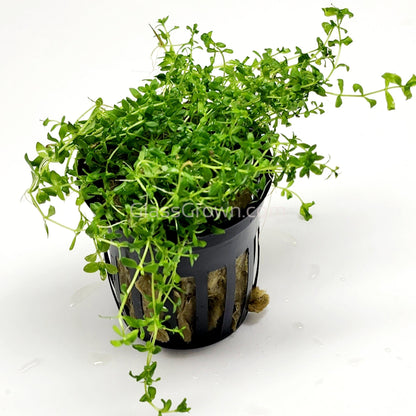 Potted Pearlweed