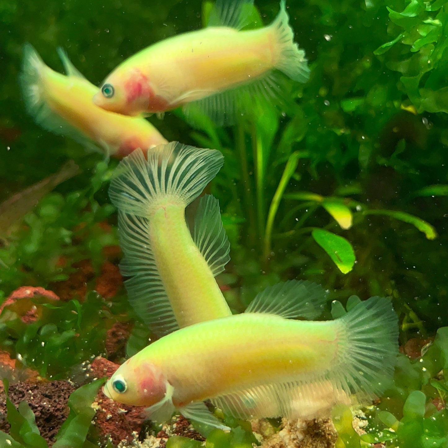 Pure Neon Female Betta Fish (New)