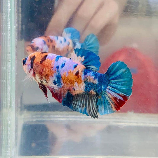 Giant Koi Nemo Female Betta Fish Sorority | Successful Sorority Pack