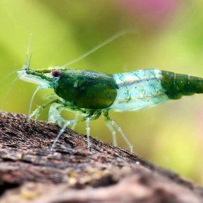 Green Rilli Neocaridina Shrimp