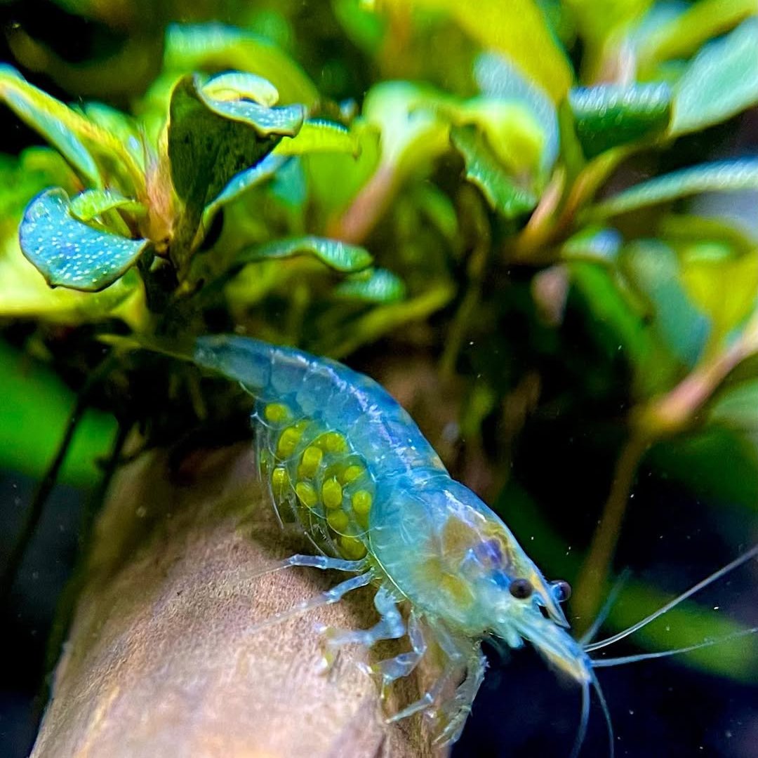 Blue Jelly Shrimp - NEOCARIDINA DAVIDI (Blue Velvet Shrimp) - Jungle Aquashrimp Blue Jelly Shrimp - NEOCARIDINA DAVIDI (Blue Velvet Shrimp) - Jungle Aquashrimp