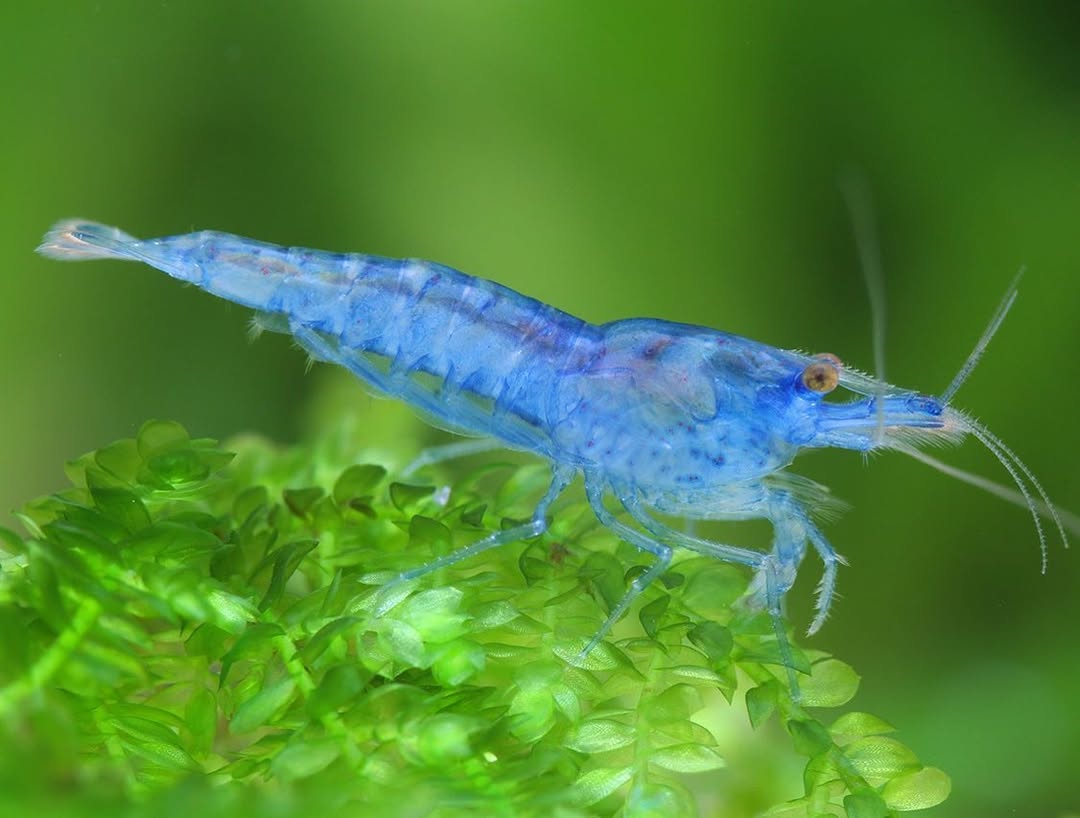 Blue Jelly Neocaridina Shrimp