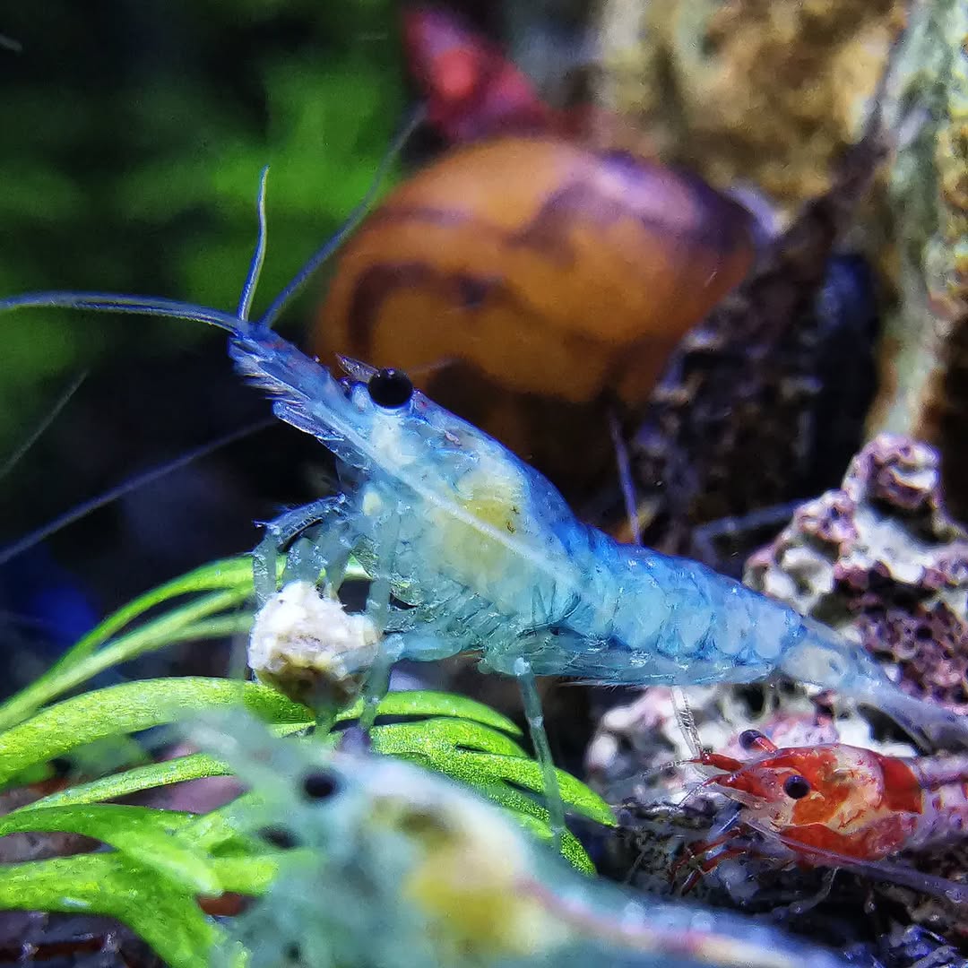 Blue Jelly Neocaridina Shrimp