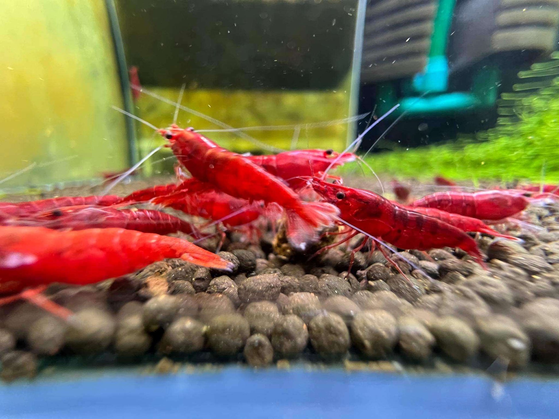 Bloody Marry Neocaridina Shrimp 