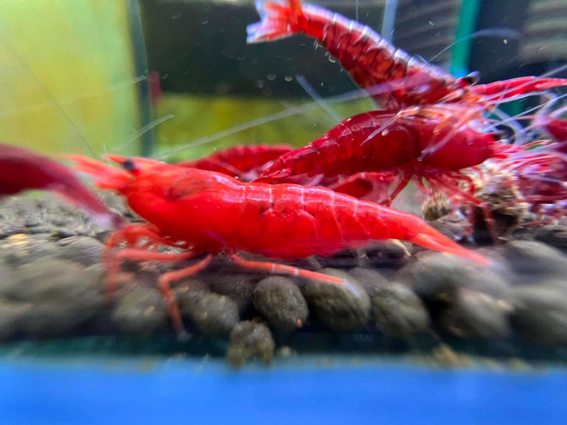 Bloody Marry Neocaridina Shrimp 