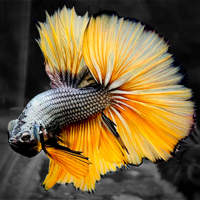 Copper Gas Halfmoon Male Betta Fish