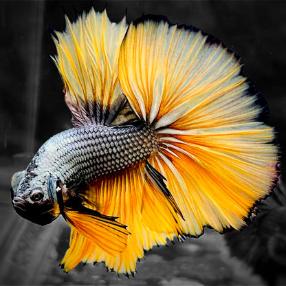 Copper Gas Halfmoon Male Betta Fish