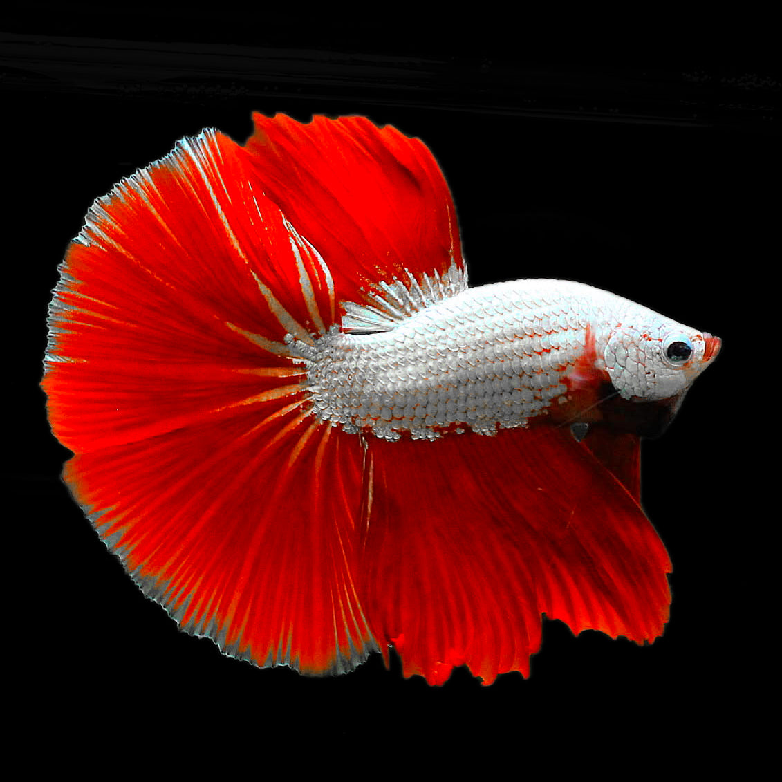 Red Dragon Halfmoon Male Betta Fish
