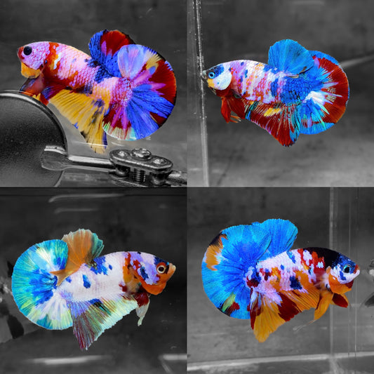 Koi Multicolor Candy Plakat Male Betta Fish