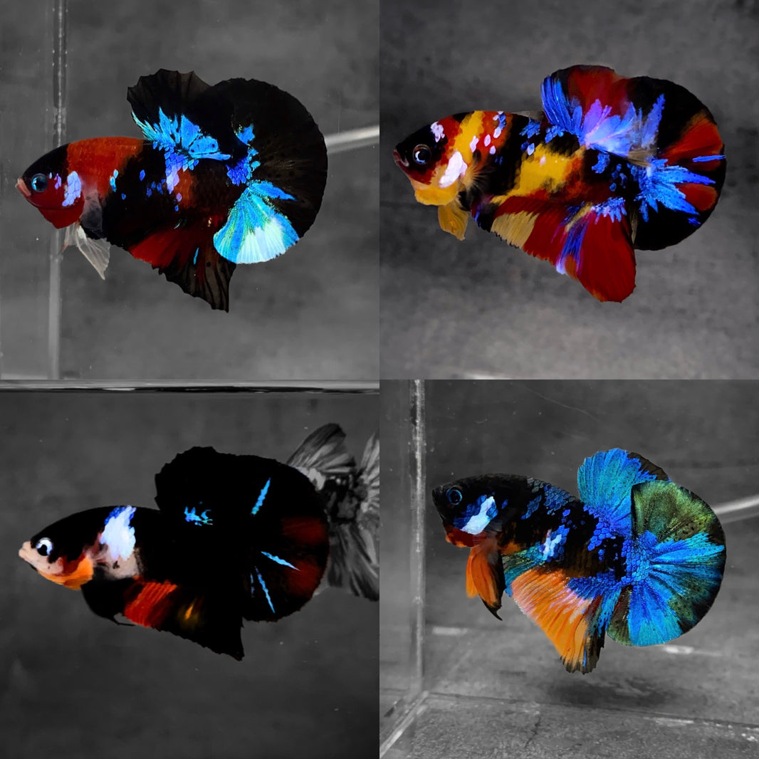Koi Multicolor Dark Tone Plakat Male Betta Fish | High Grade | Mystery ...