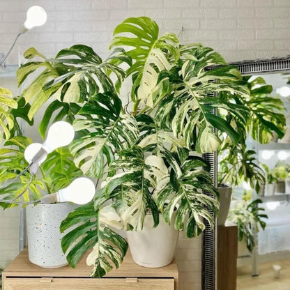 Variegated Monstera Albo Mature Plant