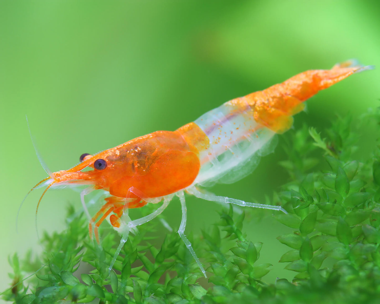 Tropicflow | Orange Rilli Neocaridina Shrimp