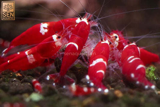 Tropicflow | Red Santa Shrimp