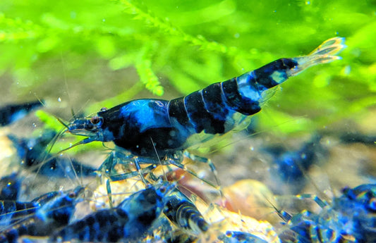Blue Dragon Caridina Shrimp