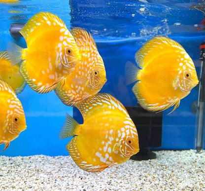 Yellow Panda Discus Fish