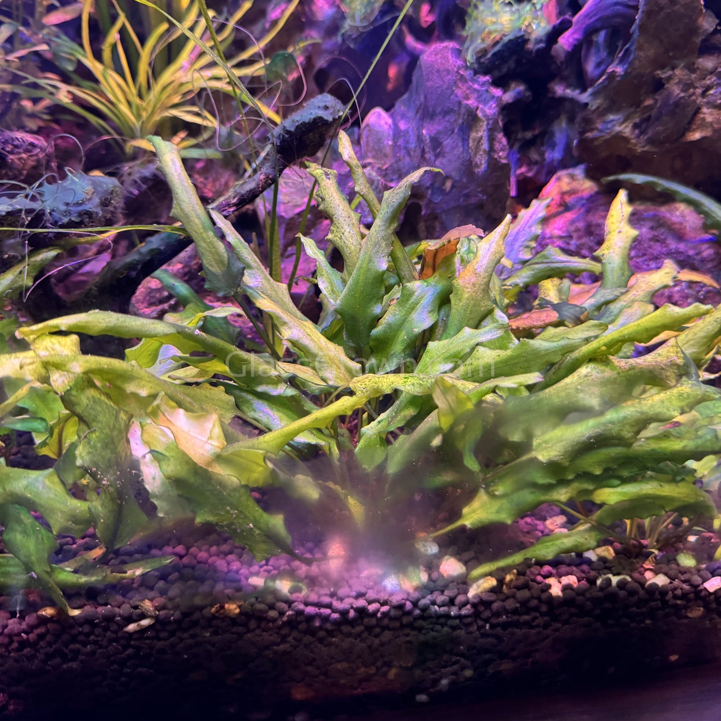 Cryptocoryne Wendtii "Green" Aquarium Plant