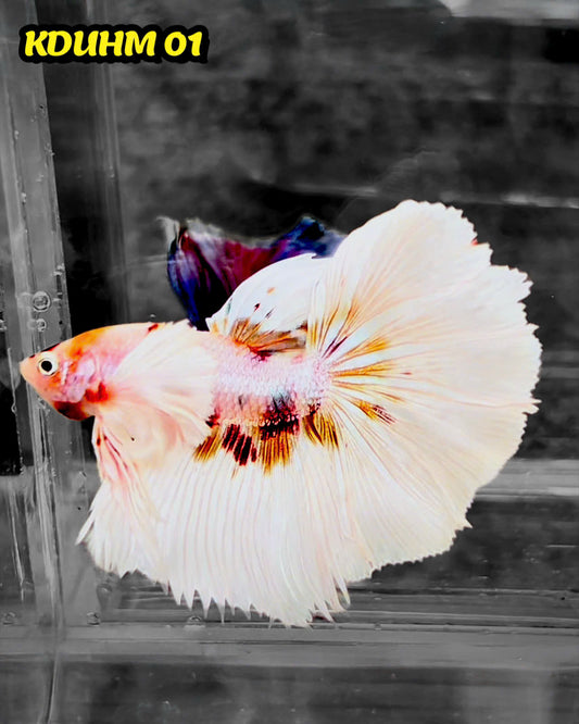Dumbo Koi Nemo Halfmoon Male Betta | You Pick Fish