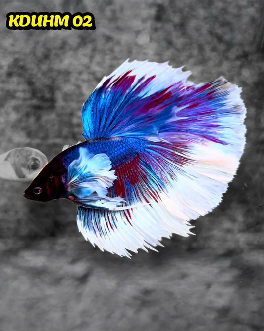 Dumbo Koi Nemo Halfmoon Male Betta | You Pick Fish