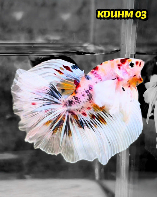 Dumbo Koi Nemo Halfmoon Male Betta | You Pick Fish
