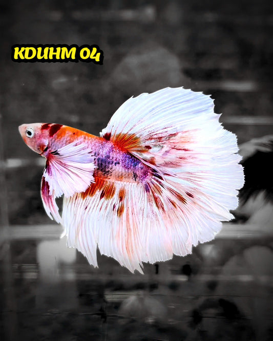 Dumbo Koi Nemo Halfmoon Male Betta | You Pick Fish