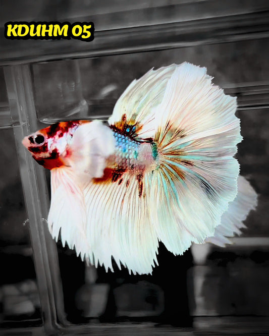 Dumbo Koi Nemo Halfmoon Male Betta | You Pick Fish