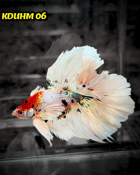Dumbo Koi Nemo Halfmoon Male Betta | You Pick Fish