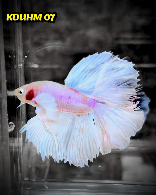 Dumbo Koi Nemo Halfmoon Male Betta | You Pick Fish