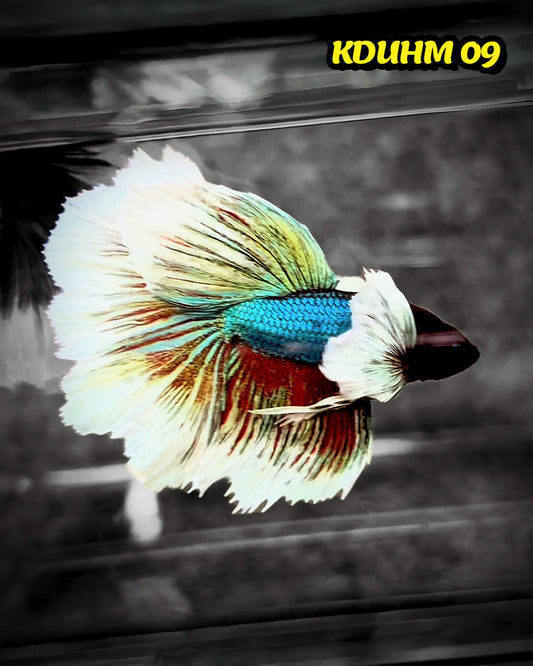 Dumbo Koi Nemo Halfmoon Male Betta | You Pick Fish