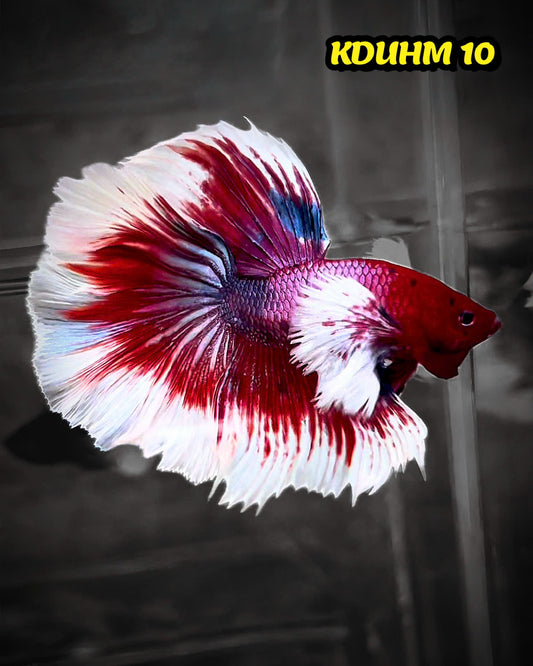Dumbo Koi Nemo Halfmoon Male Betta | You Pick Fish