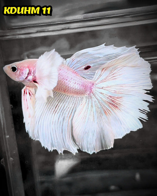 Dumbo Koi Nemo Halfmoon Male Betta | You Pick Fish