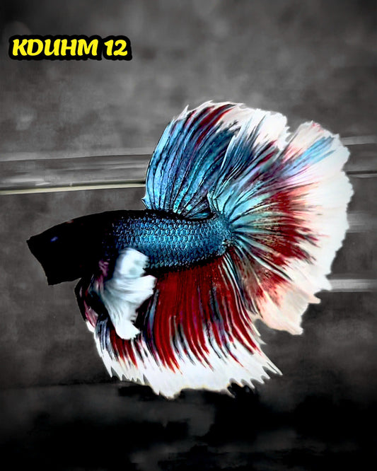 Dumbo Koi Nemo Halfmoon Male Betta | You Pick Fish